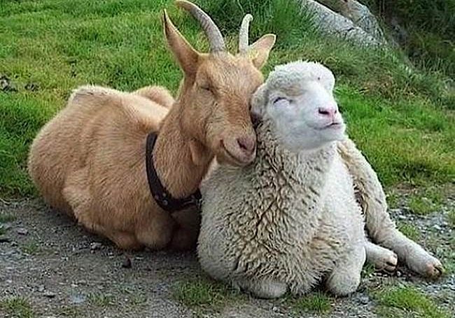Buddha-Weekly-Animals feel emotions-Buddhism Sentient animals around the world feel happiness, pain and suffering. Here are two happy friends.