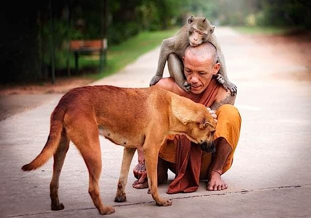 Buddha-Weekly-Monk with dog and monkey friend shows compassion kindness-Buddhism A Buddhist monk shares a tender moment with a dog and monkey.