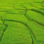 Buddha Weekly Rice fields China grow 15 percent greater yield with mantras Buddhism