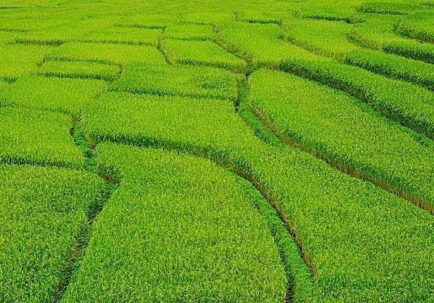 Farmers in China demonstrated that Buddhist mantras can help crops grow up bigger and healthier.