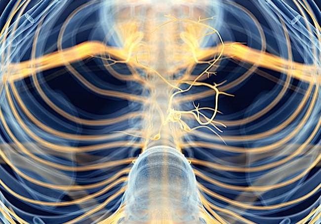 A medically accurate depiction of the Vagus Nerve, the largest nerve in the body that is believed to be the mechanism by which meditation can affect the body.